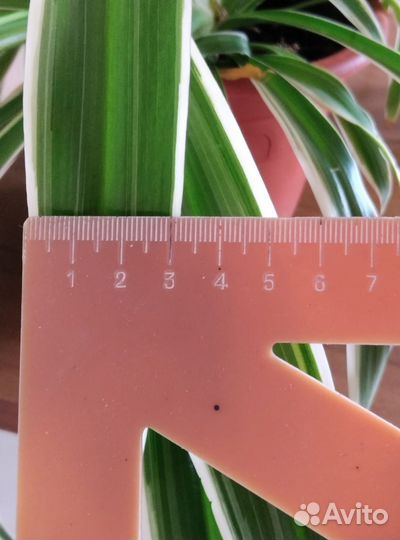 Хлорофитум Оушен