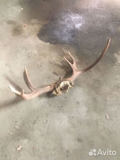 Рога лося