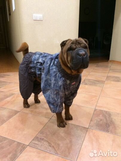 Комбинезон для собаки