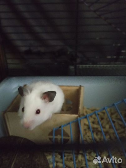 Сирийский хомяк