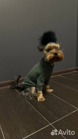 Свитер для маленьких собак