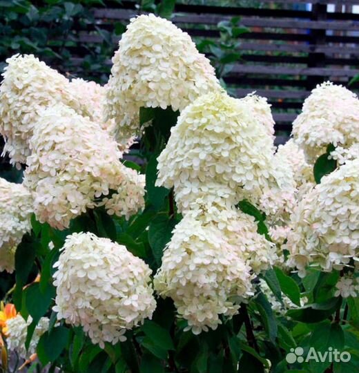 Гортензия метельчатая