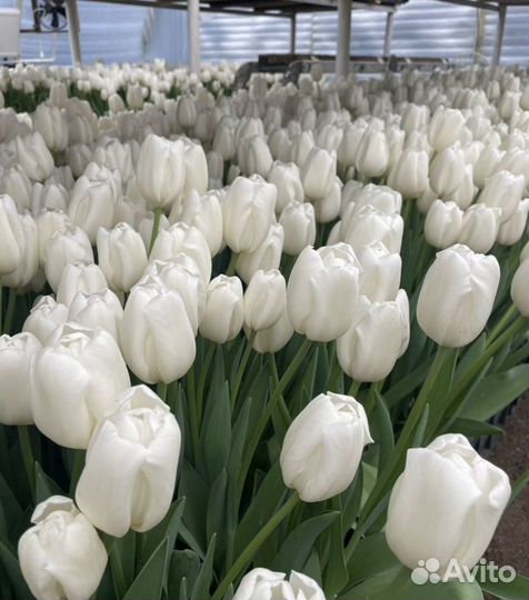 Тюльпаны к 8 марта