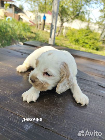 Русский спаниель