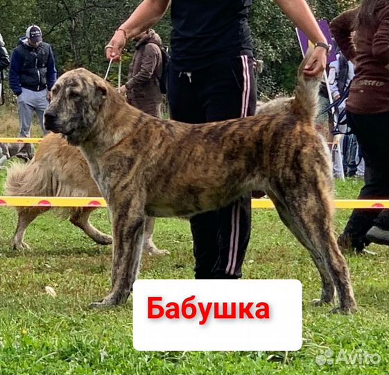 Алабай (сао). Щенки