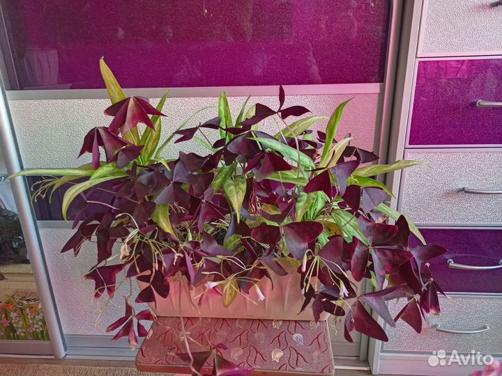 Композиции из комнатных цветов