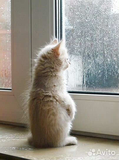 Ремонт окон. Оконный мастер. Ремонт окна