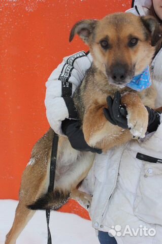 Нежная собака Лакки ищет дом