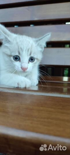 Котёнок мальчик