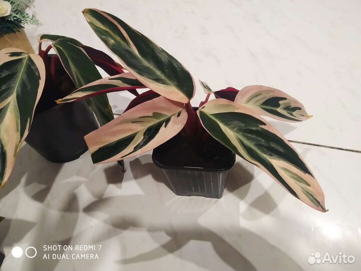 Строманта триколор