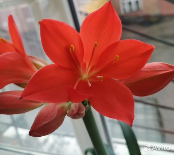 Комнатные цветы