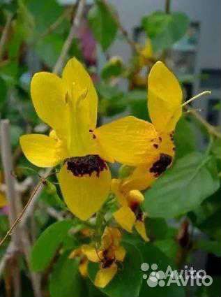 Комнатные красивоцветущие