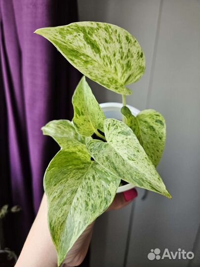 Эпипремнум/Сциндапсус