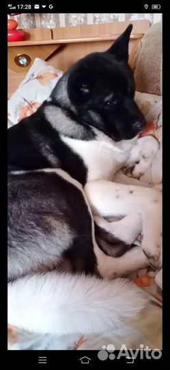 Американская акита вязка