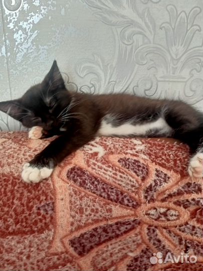 Котенок