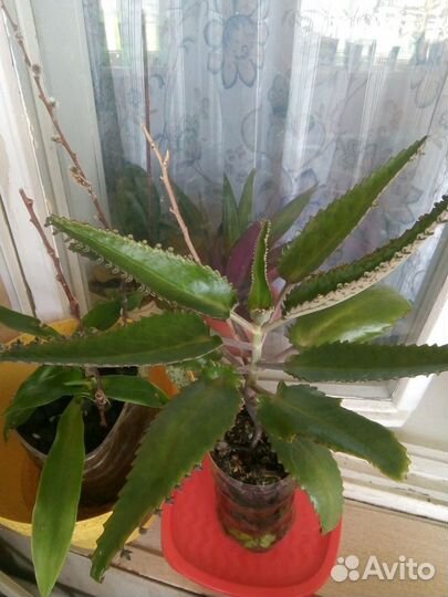 Каланхоэ для лечебных целей. р-н 