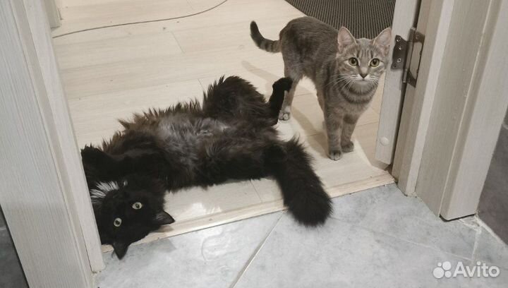 Кошка в хорошие руки
