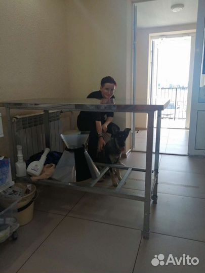 Выгульщик собак