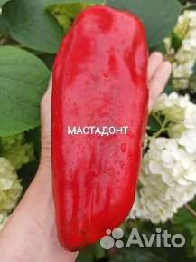 Семена перца сладкого