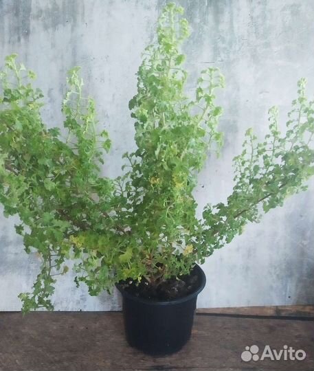 Пеларгонии сортовые