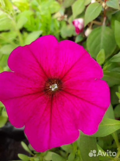 Рассада петунии вегетативная