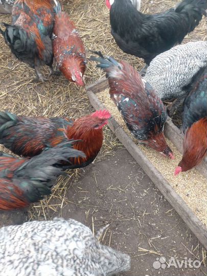 Породные петушки