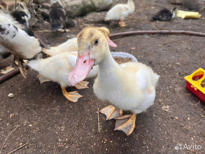 Мускусные утки