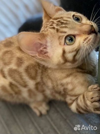 Бенгальские котята