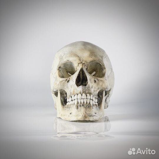 Модель черепа человека