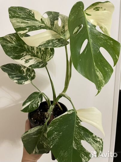 Монстера альба