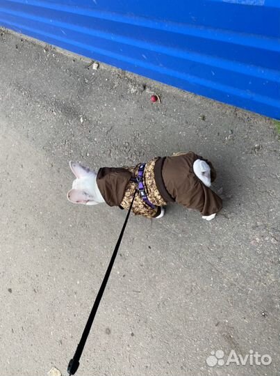 Одежда для собак
