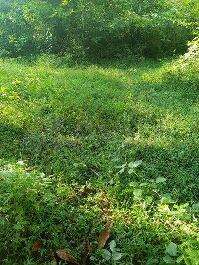 Участок 4,7 сот. (СНТ, ДНП)