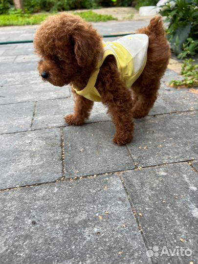 Той пудель китайский тедди