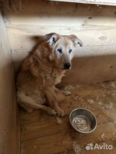 Посмотрите в эти большие печальные глаза