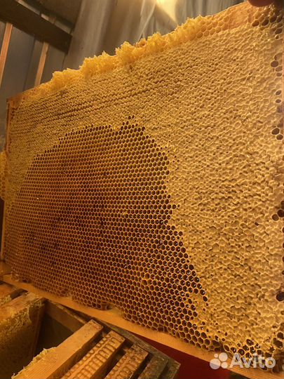 Рамка меда в сотах