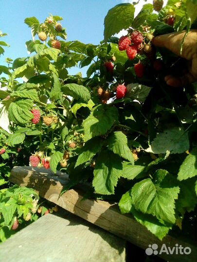 Малина, саженцы