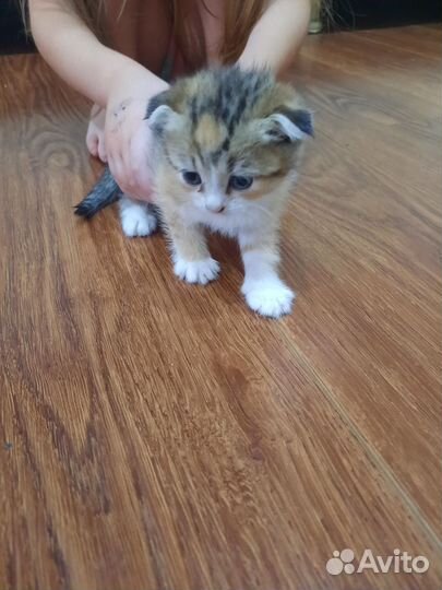 Котята