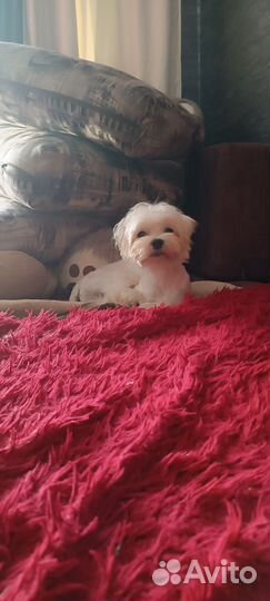 Мальтезе на вязку