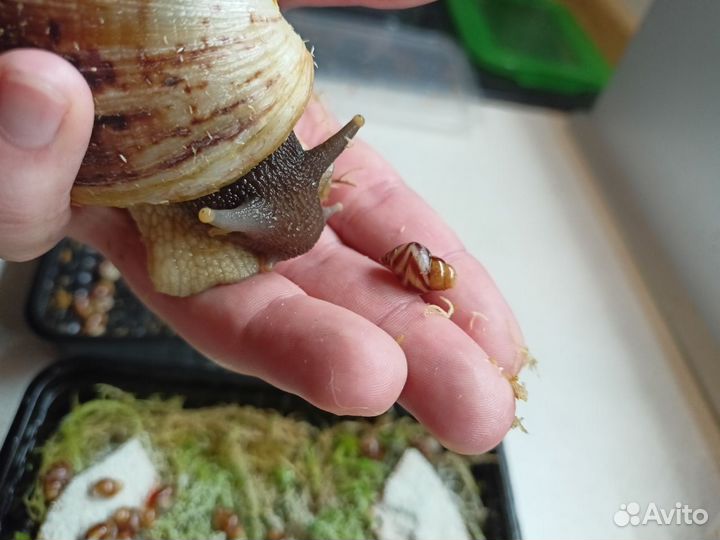 Ахатина ретикулята (улитка)