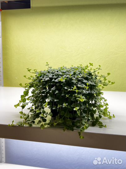 Лизимахия(Вербейник монетчатый)