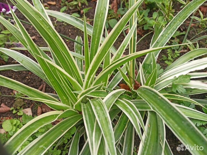 Королевская пеларгония