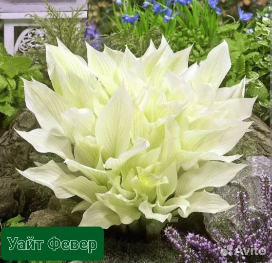 Хоста саженцы. Хоста сортовая