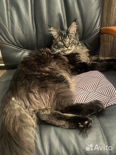 Кот Мейн-кун, вязка