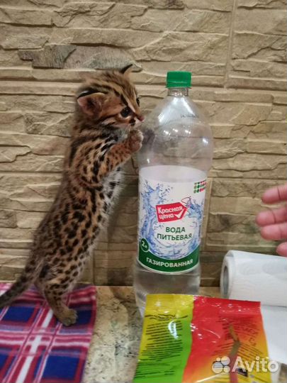 Алк только родились. Леопардовые азиатские кошки