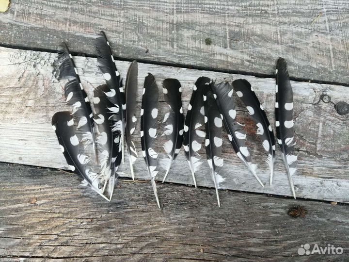 Перышки д/коллекции/творчества