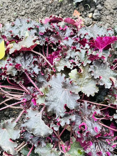 Черный принц Гейхера