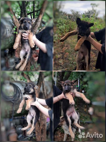 Щенки немецкой овчарки