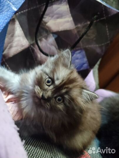 Котята