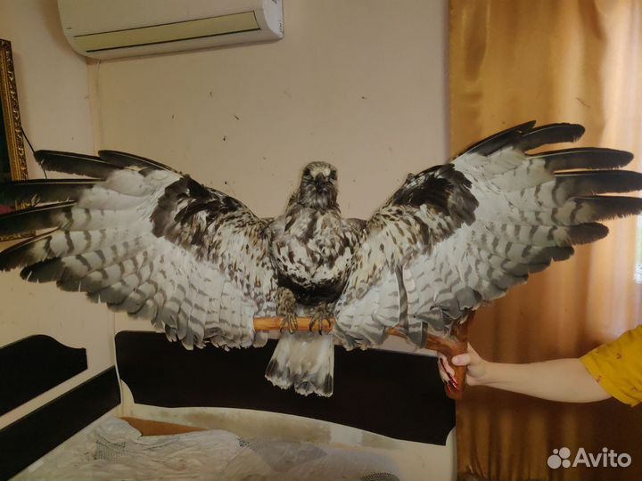 Чучело сокола