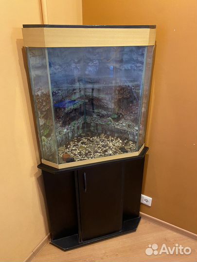 Аквариум с тумбой угловой 151см